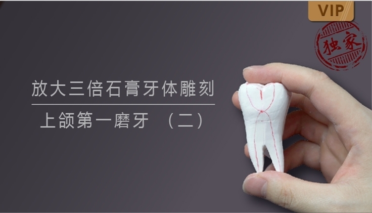 图片 放大三倍石膏牙体雕刻 上颌第一磨牙 （二）