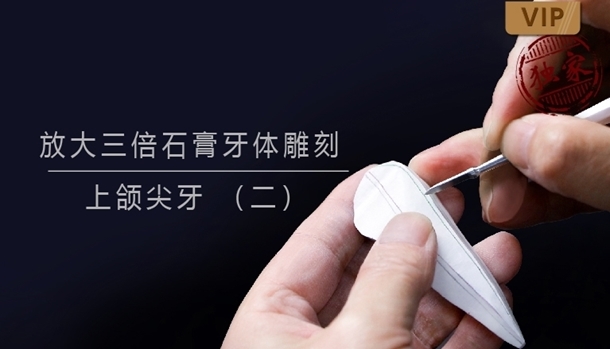 图片 放大三倍石膏牙体雕刻 上颌尖牙 （二） - copy