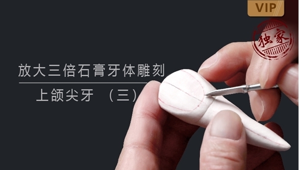 图片 放大三倍石膏牙体雕刻 上颌尖牙 （三） - copy